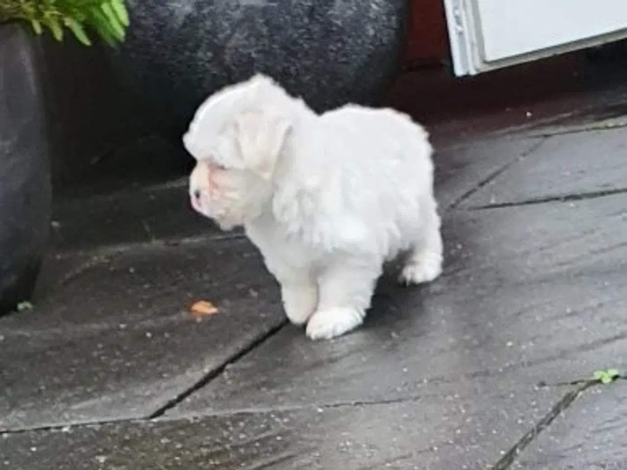 Billede 2 - Coton de tulear