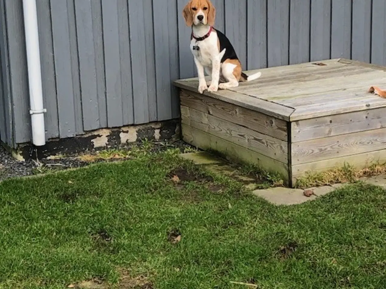 Billede 1 - søger beagle hanhund