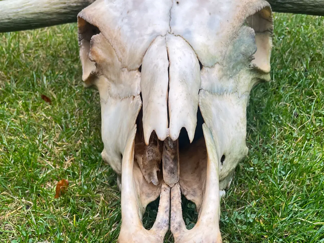 Billede 4 - Kranier fra kvæg typen Longhorn