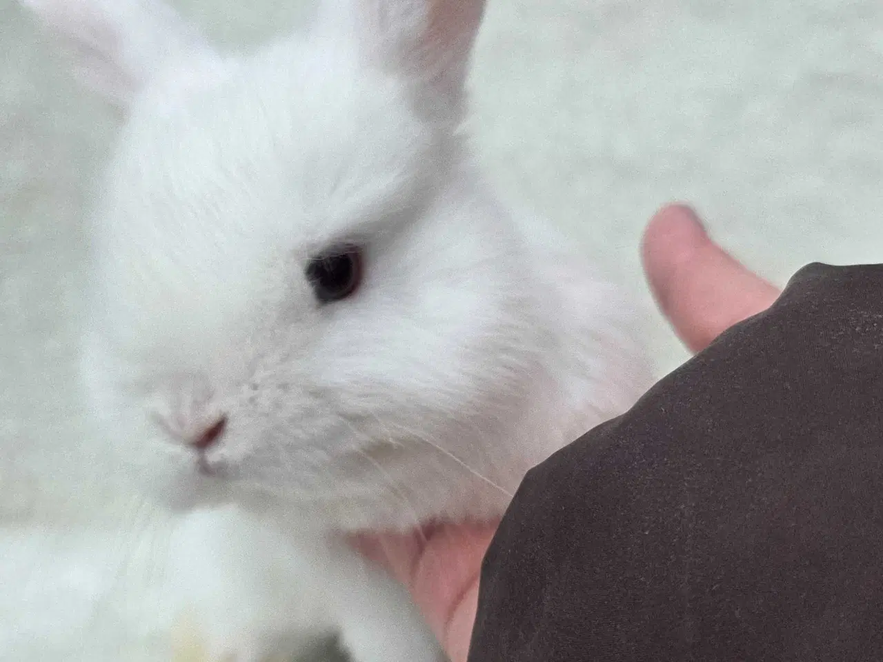 Billede 6 - Tamme lionlop / minilop unger