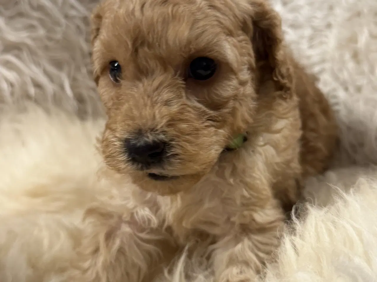 Billede 9 - Smukke mini Labradoodle ❤️🐾