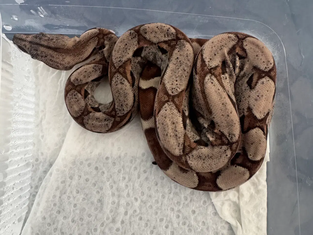 Billede 15 - Boa constrictor 
