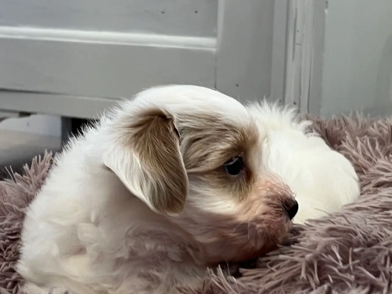 Billede 9 - Sødeste Bichon Havanais 