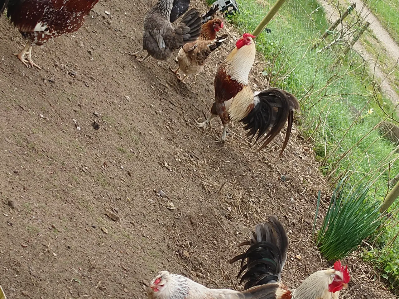Billede 7 - Daggamle kyllinger af islandske landnámshøns