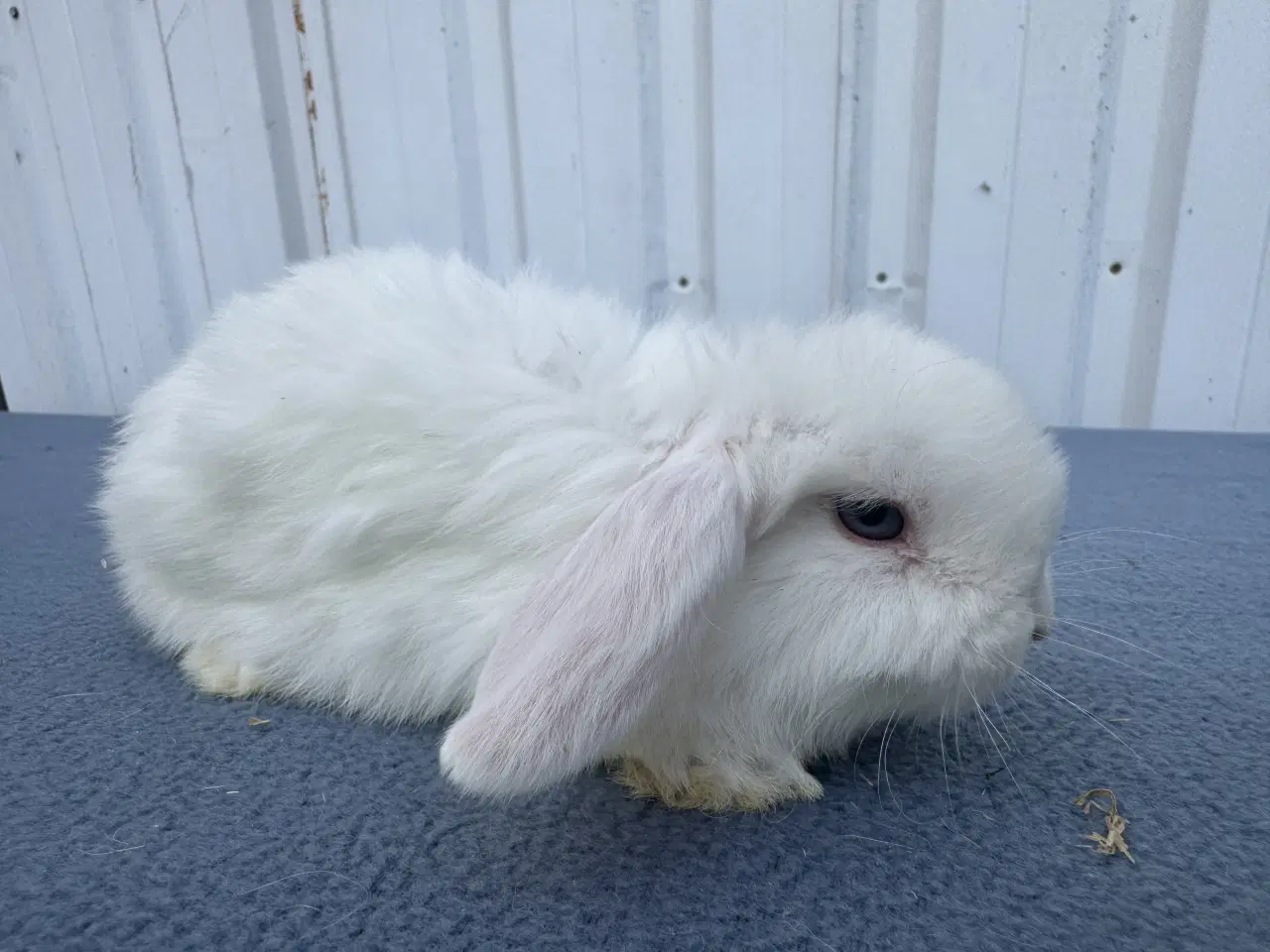 Billede 2 - Dværgvædder/Mini lop hankanin