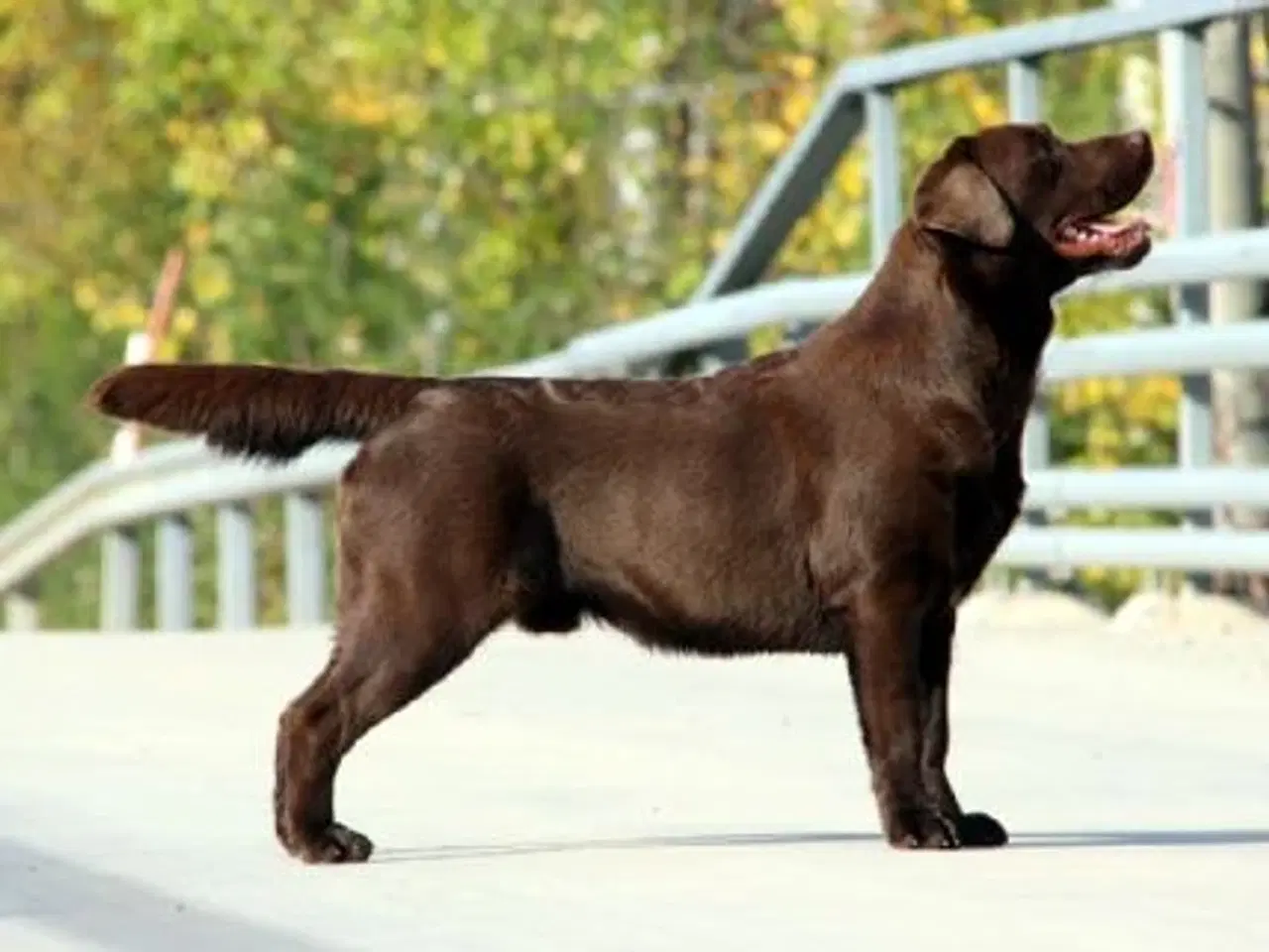 Billede 4 - Brune labrador retriver hvalpe