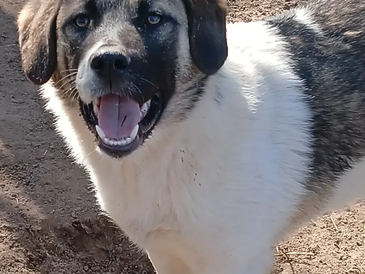 Billede 8 - Smukkeste Savannah 🩷