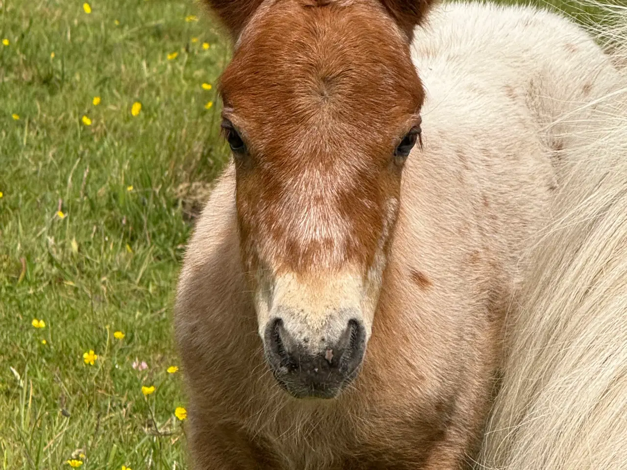Billede 6 - Mini Pony 