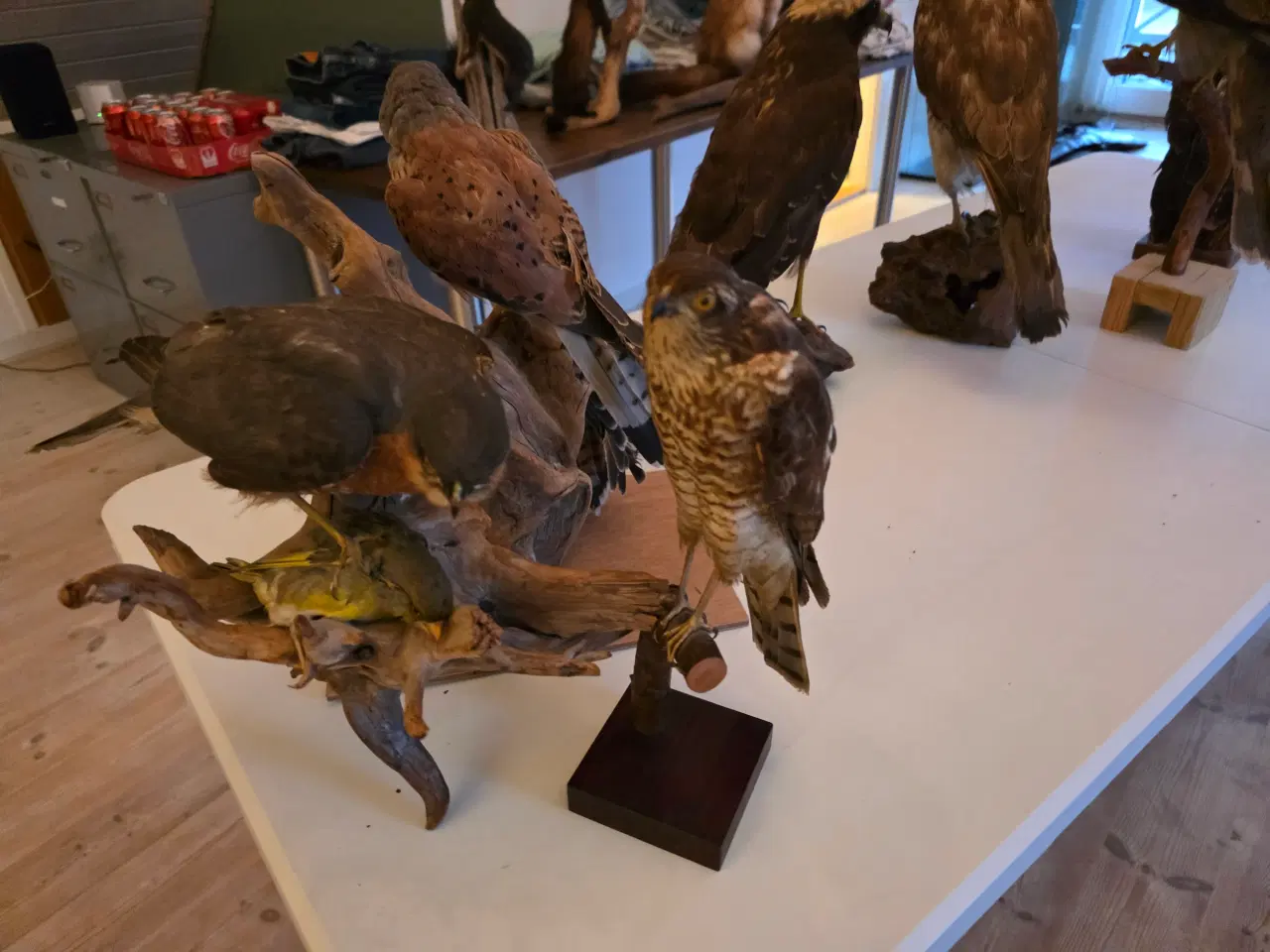 Billede 11 - Rovfugle, sælges samlet eller hver for sig