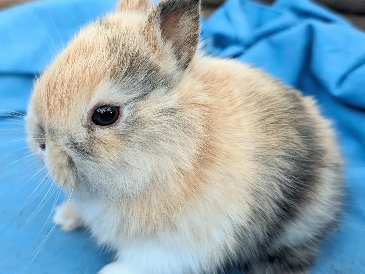 Billede 1 - Hermelin kaninunge sælges 