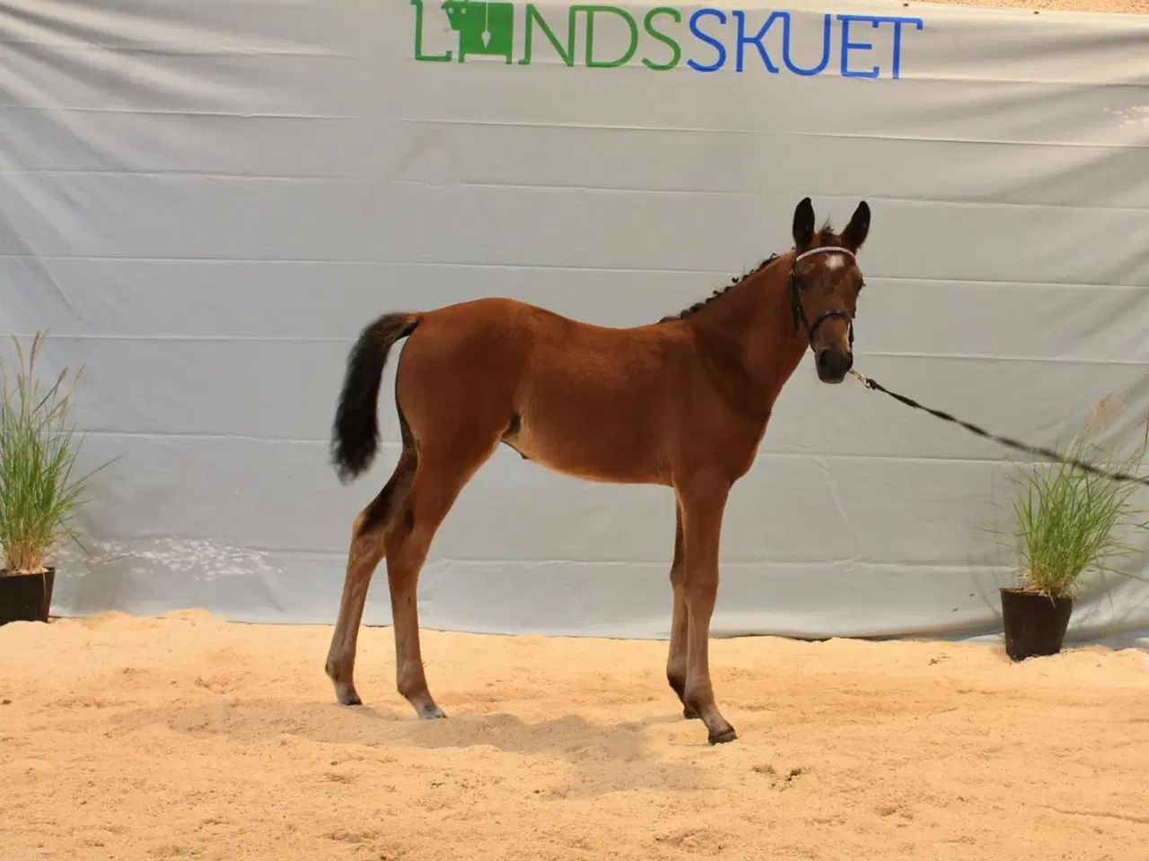 Billede 1 - Dansk Sports Pony 