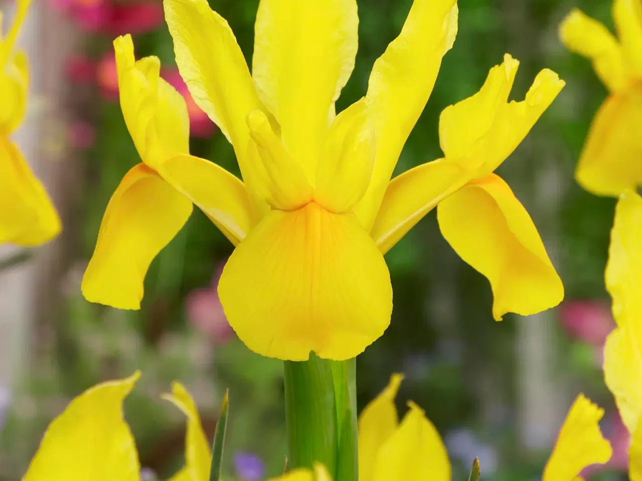 Billede 3 - Iris Hollandica løg fra 1,25 kr/stk.- Flere farver