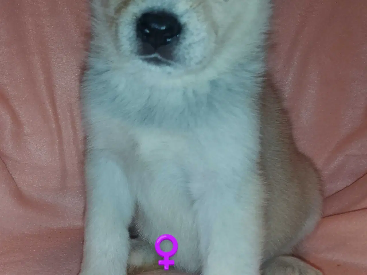 Billede 14 - Alaska Malamute Chow Chow tjekkiske ulvehund husky