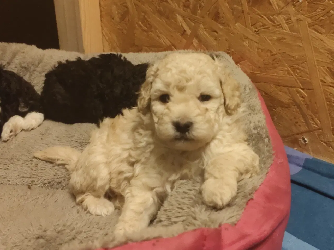 Billede 8 - Havapoo hvalpe