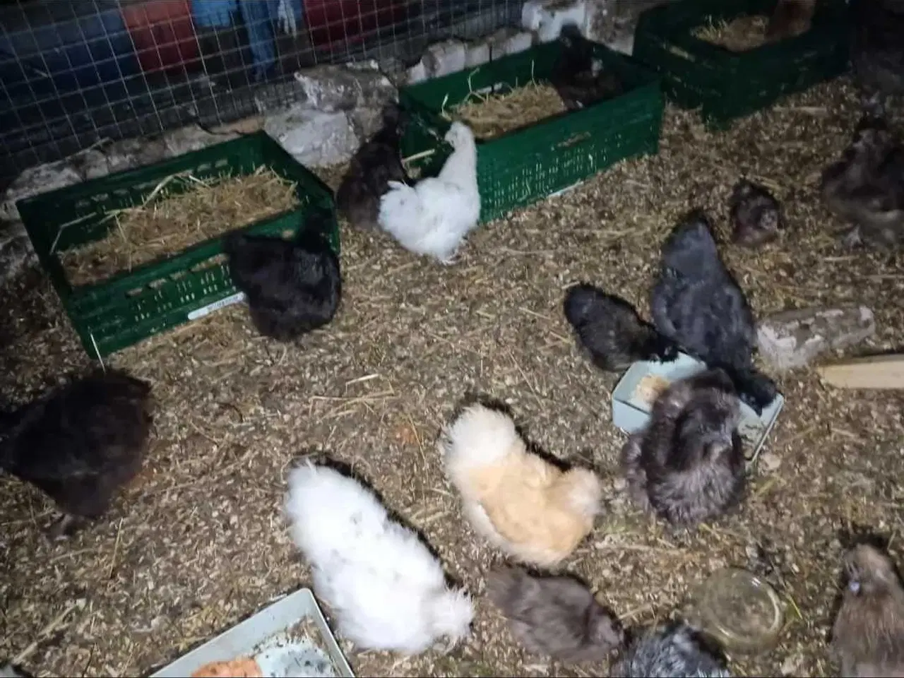 Billede 2 - Varmefri dværge silkehøns kyllinger