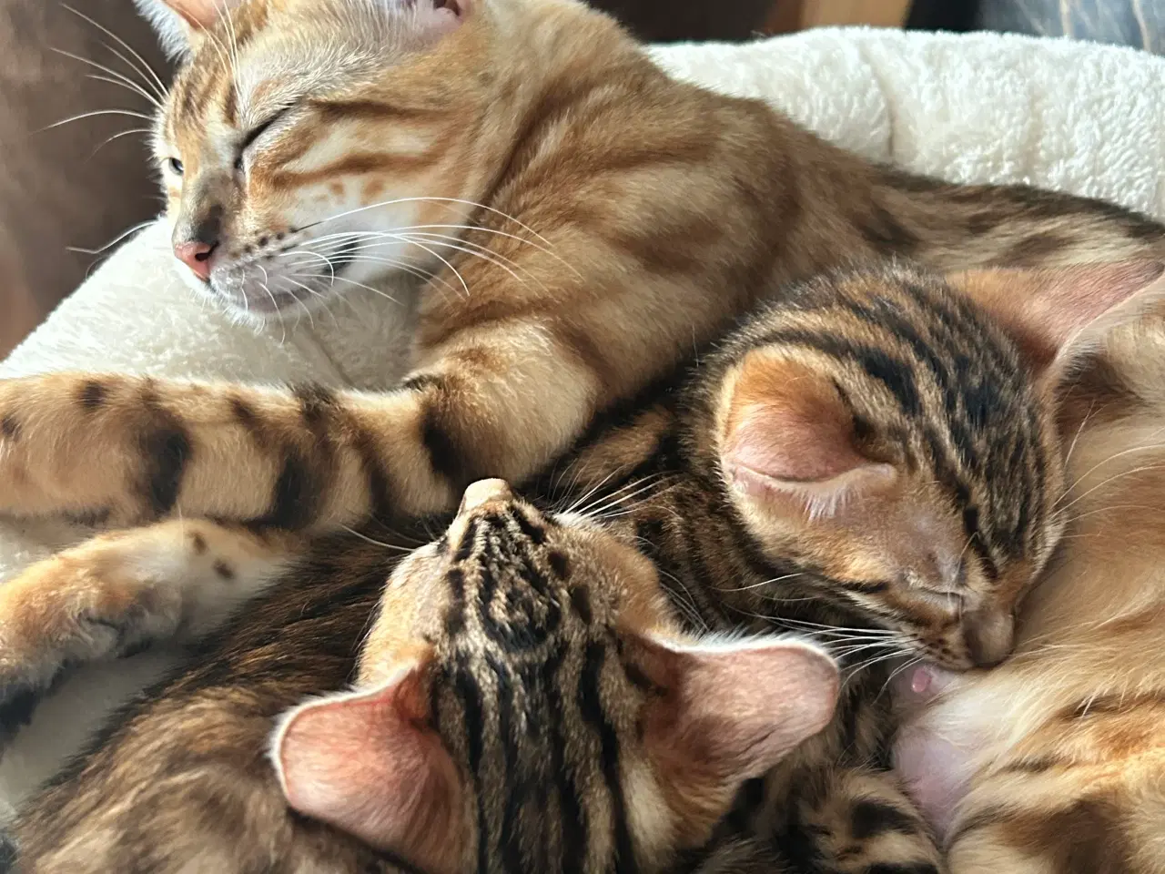 Billede 7 - Bengal Kitten 