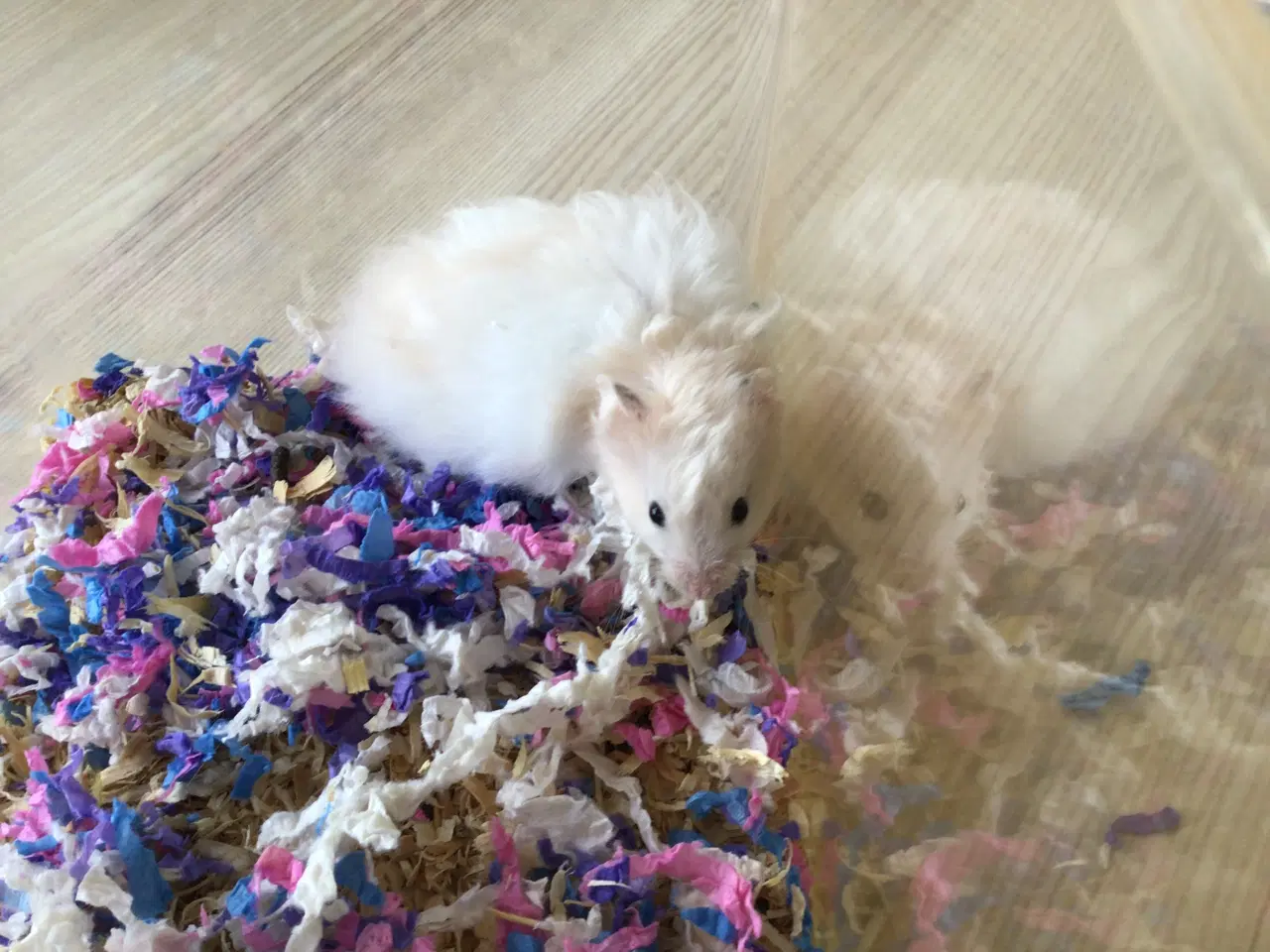 Billede 2 - Guldhamster