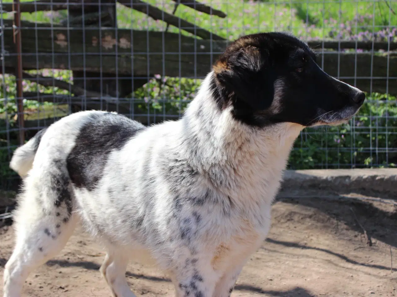 Billede 16 - Vidunderlige Lumos søger et hjem 🩷