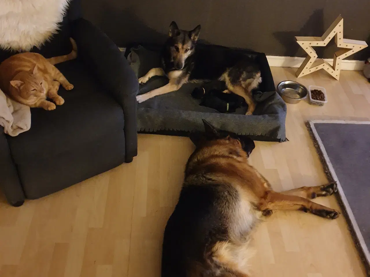 Billede 3 - Schæfer hvalpe