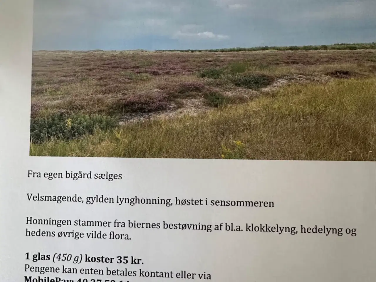 Billede 2 - Lynghonning fra Råbjerg Hede