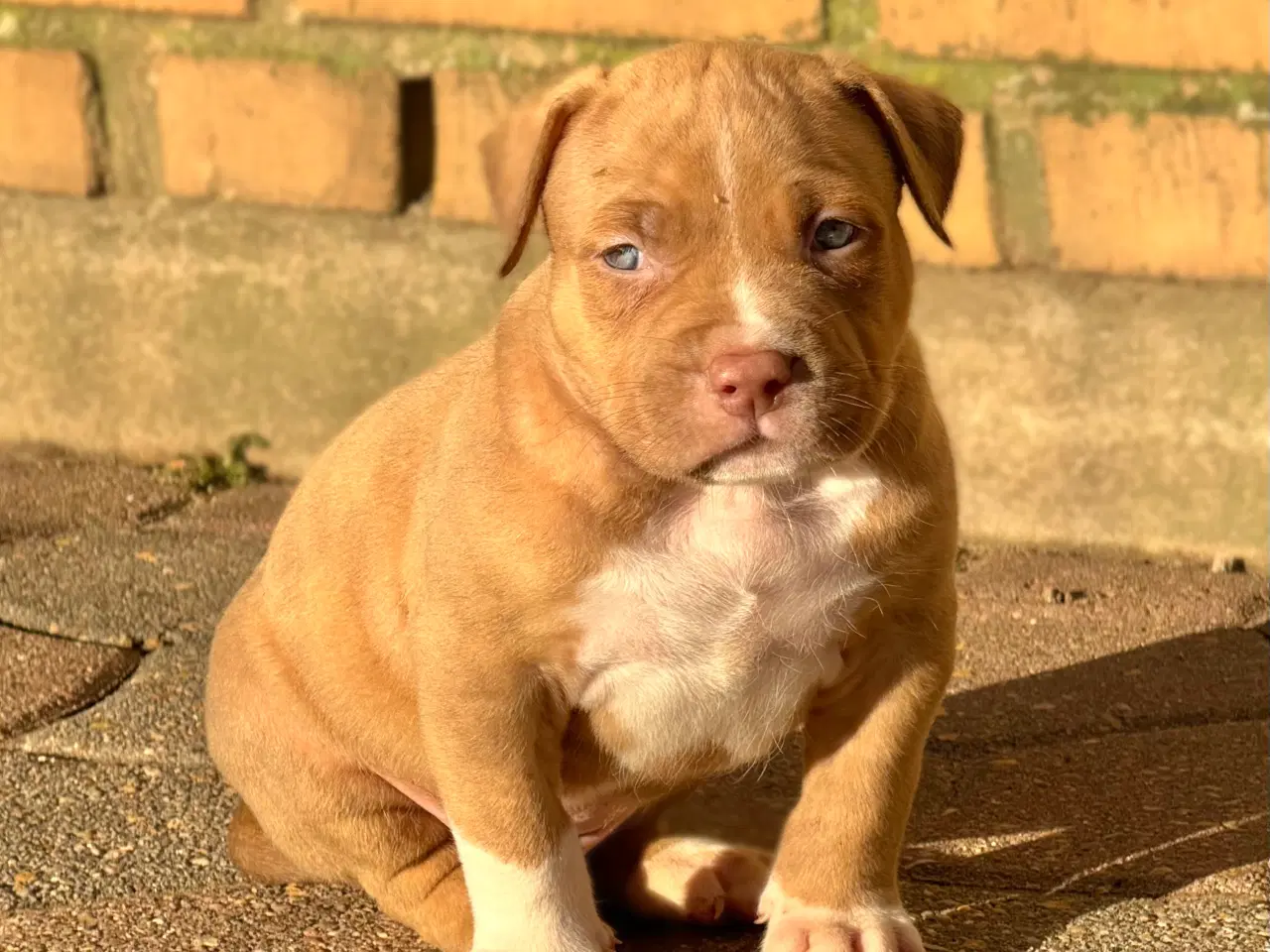 Billede 7 - American Bully 