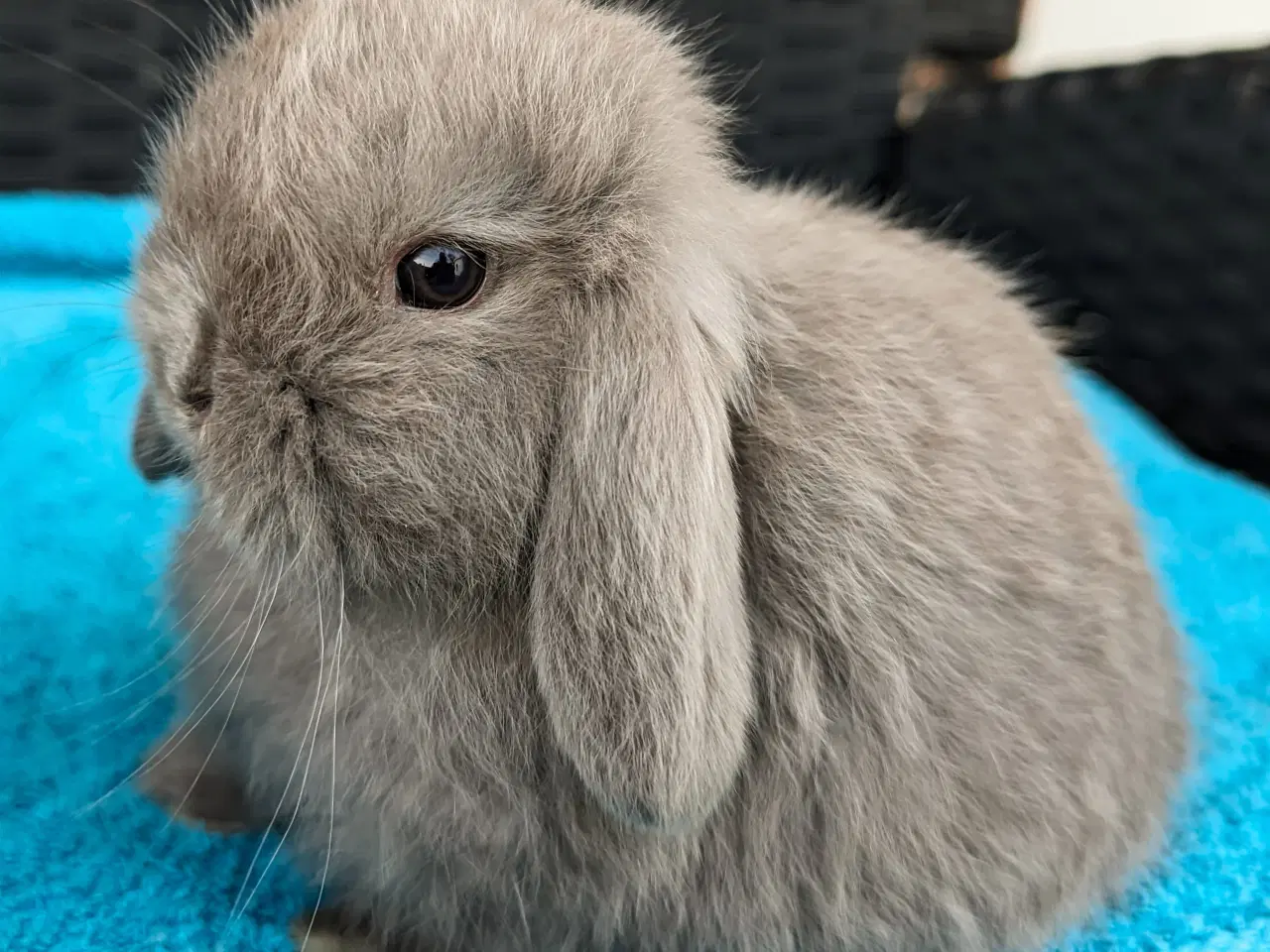 Billede 1 - Minilop kaninunge sælges