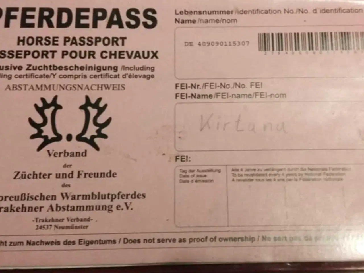 Billede 5 - Kærlig og stabil hoppe sgr forever hjem