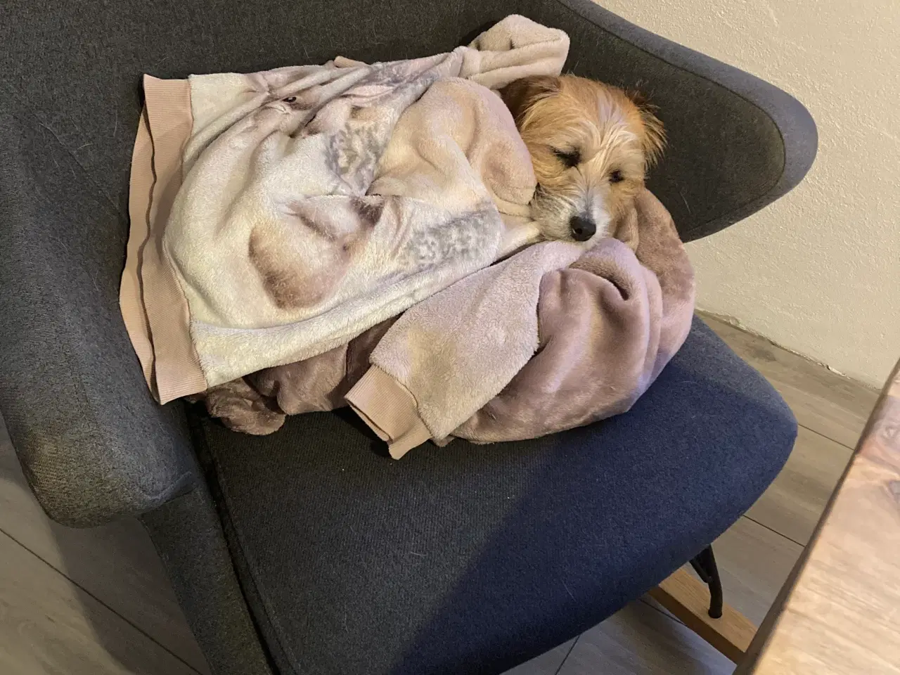 Billede 8 - Trofast følgesvend