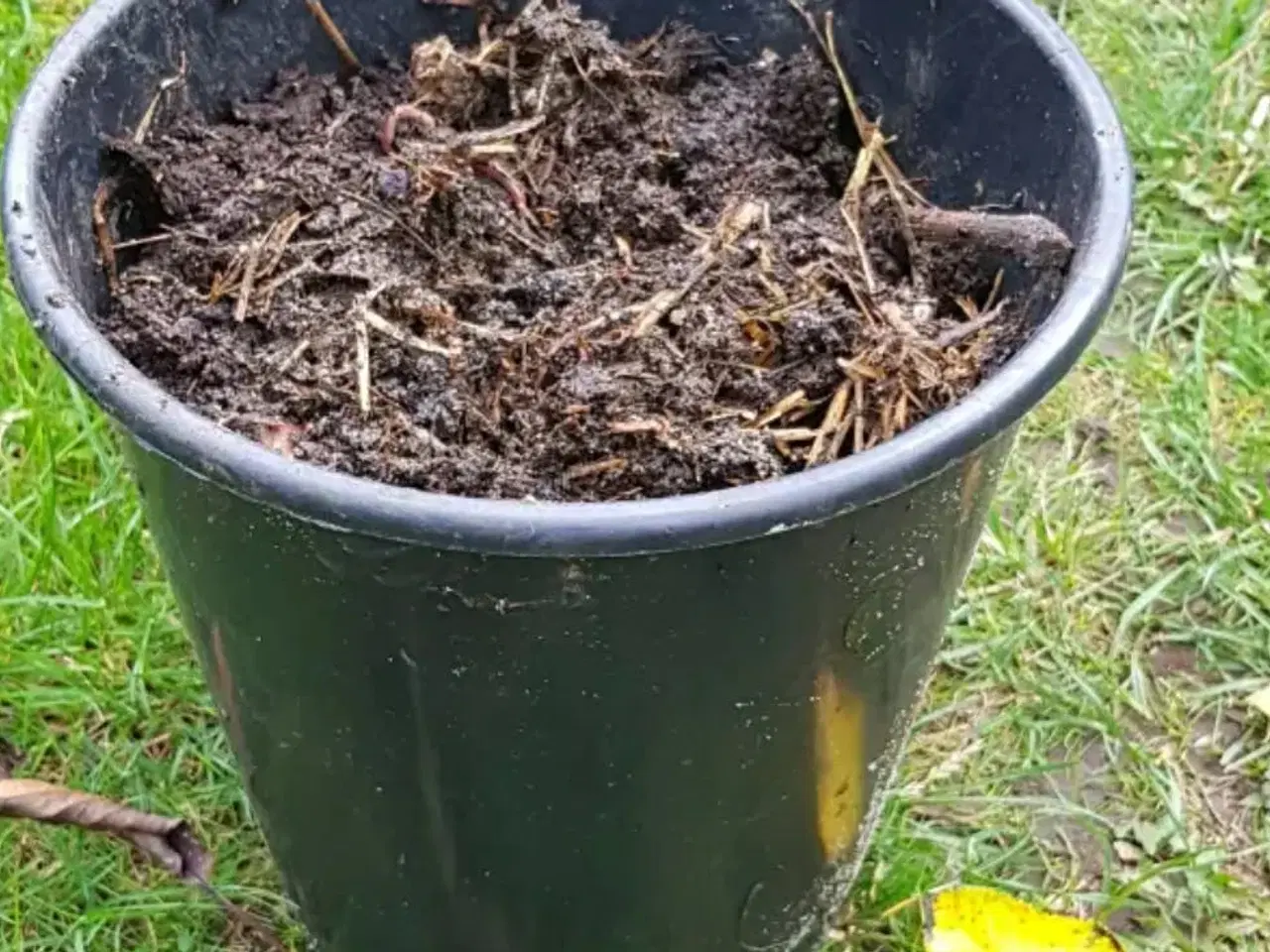 Billede 1 - Kompostorme, Rød regnorm, kompostorm