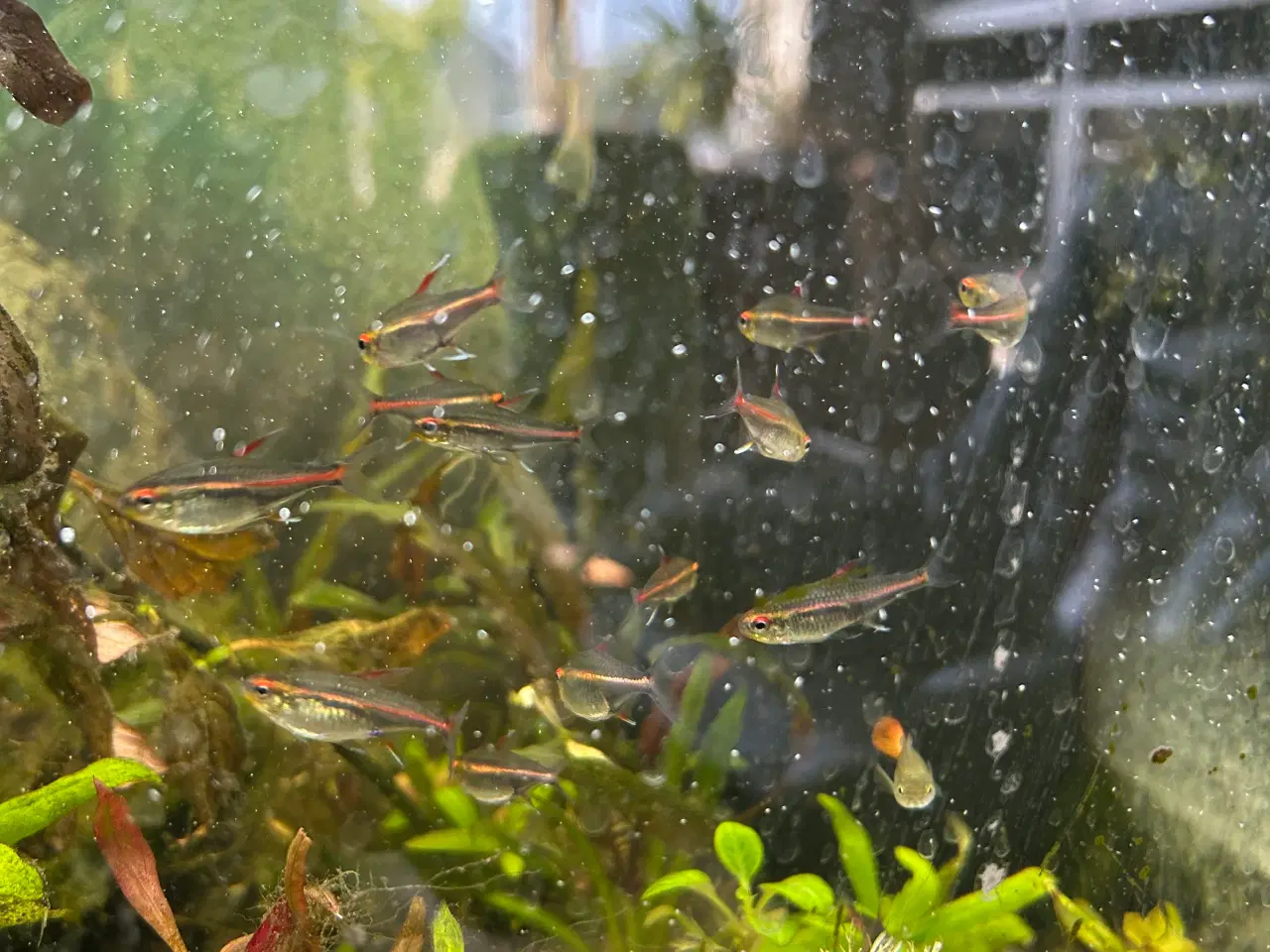 Billede 5 - 🐠 Glødelys Tetra – flotte, sunde stimefisk ✨