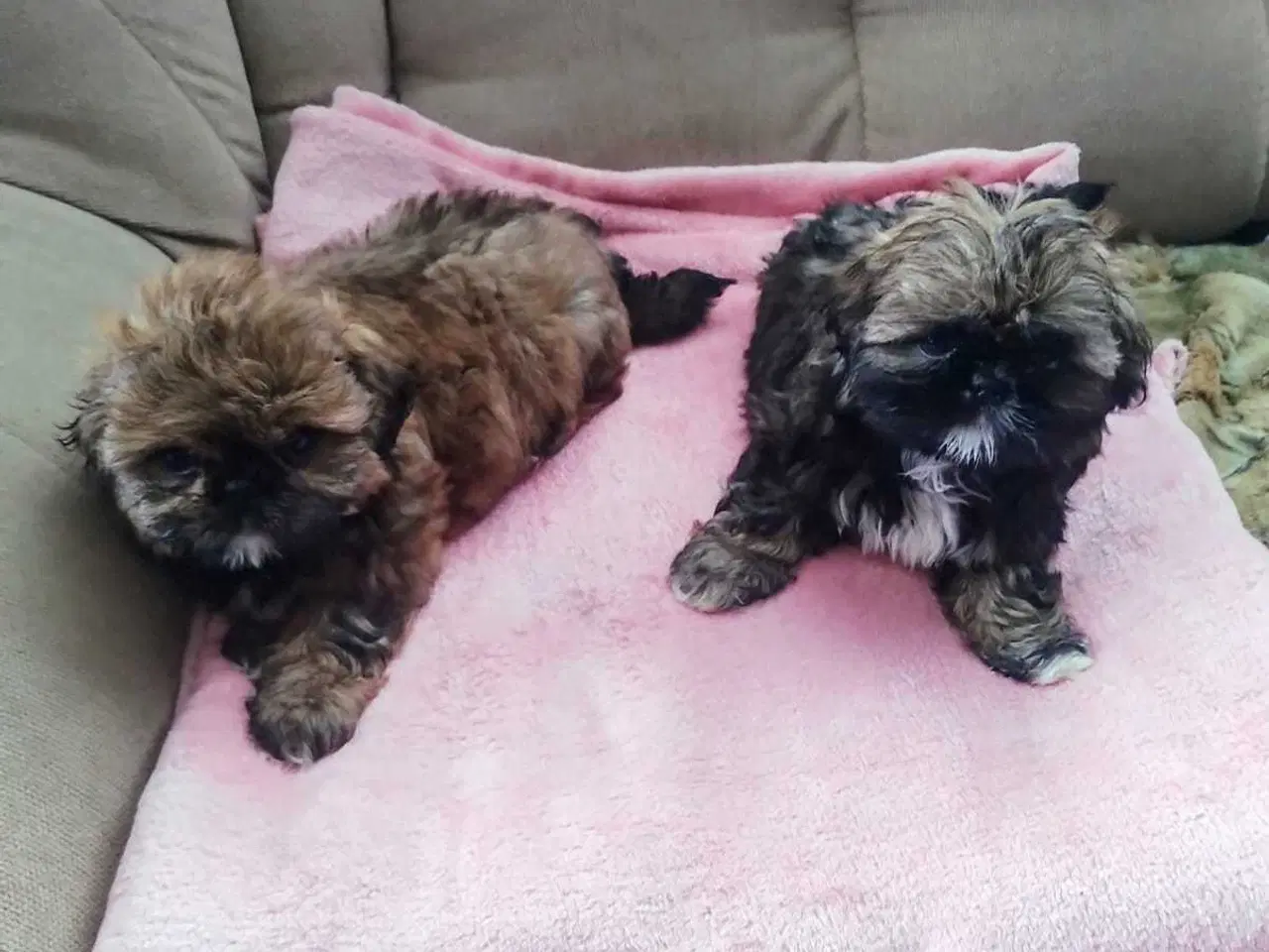 Billede 5 - Lille vidunderlig Shih Tzu 