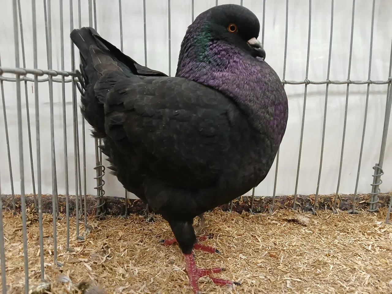 Billede 1 - sort KING han