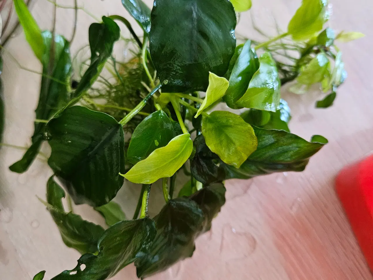Billede 5 - Akvarie planter