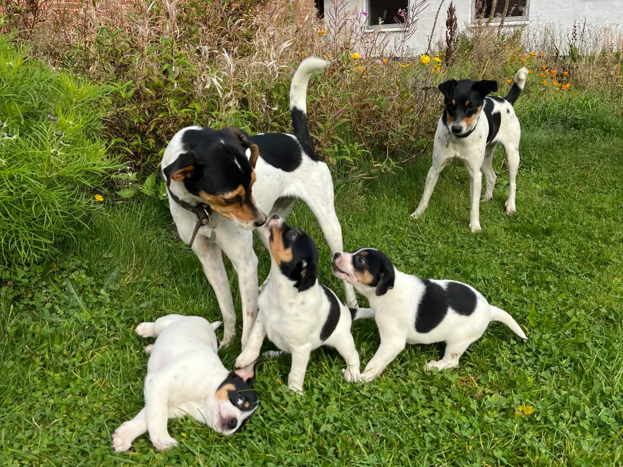 Billede 11 - Dansk-svensk gårdhund