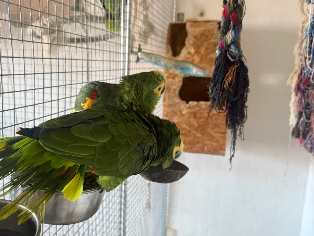 Billede 3 - Amerzon papegøje