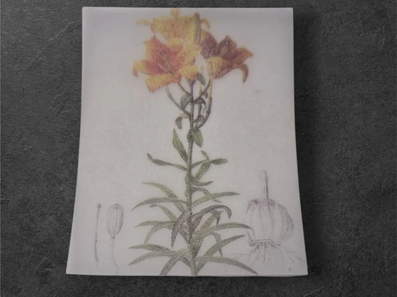 Billede 1 - Papirark med botanisk liljeillustration Opdag natu