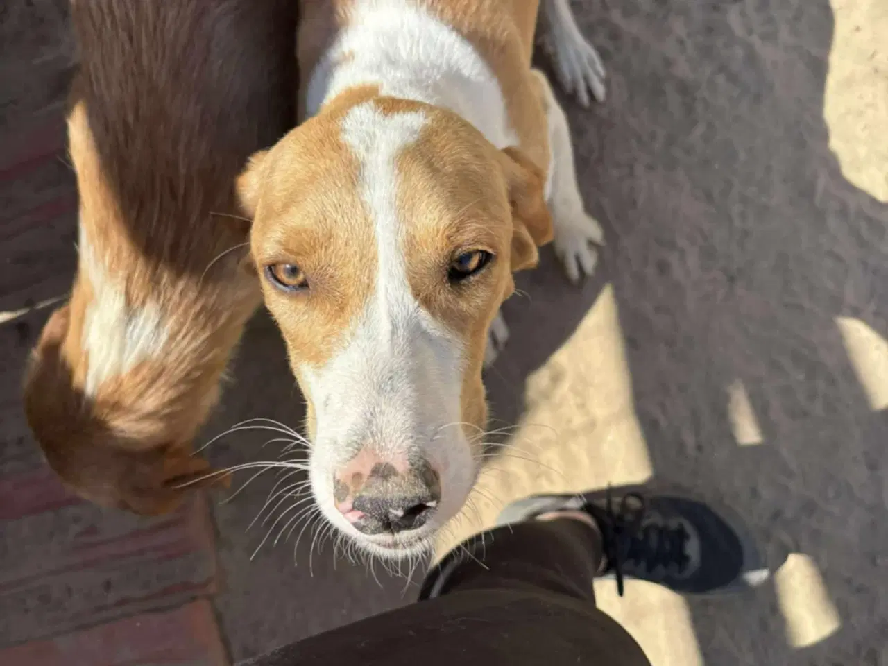 Billede 7 - Skønne Riga søger sit 4ever hjem