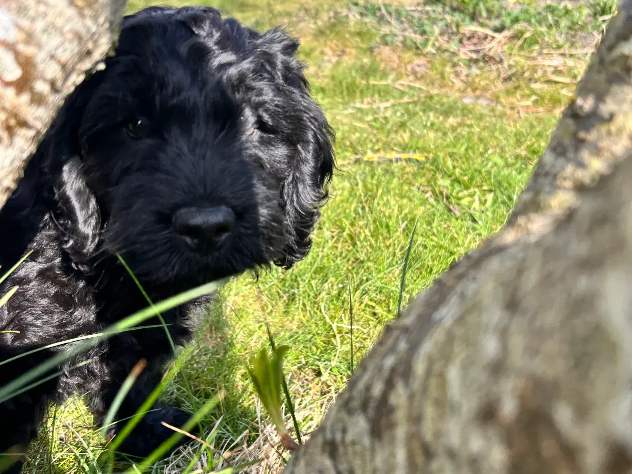 Billede 6 - Cockapoo F1, Cockerpoo, Doodle