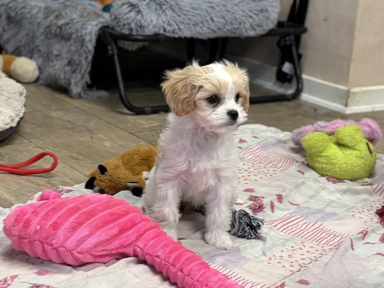 Billede 18 - Den smukkeste Mini Cavapoo pige 