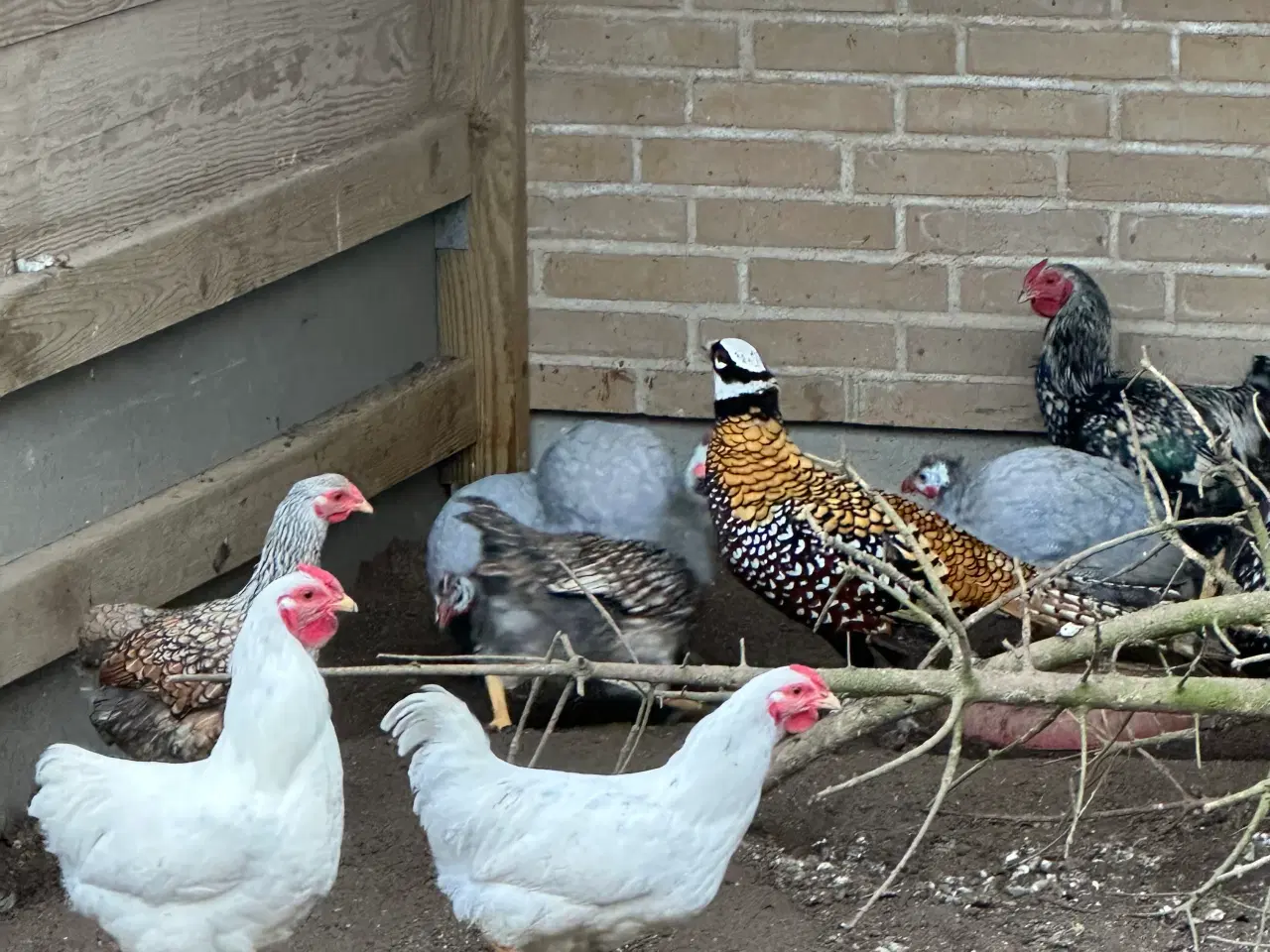 Billede 1 - Dværghøns