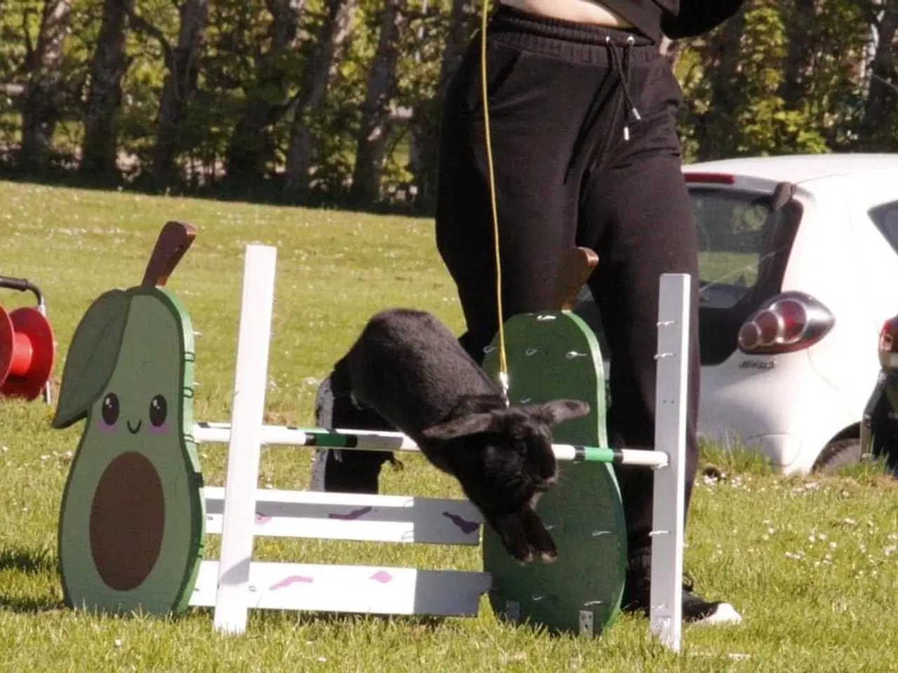 Billede 9 - Østrigsk Hopkanin / Kælekanin sælges