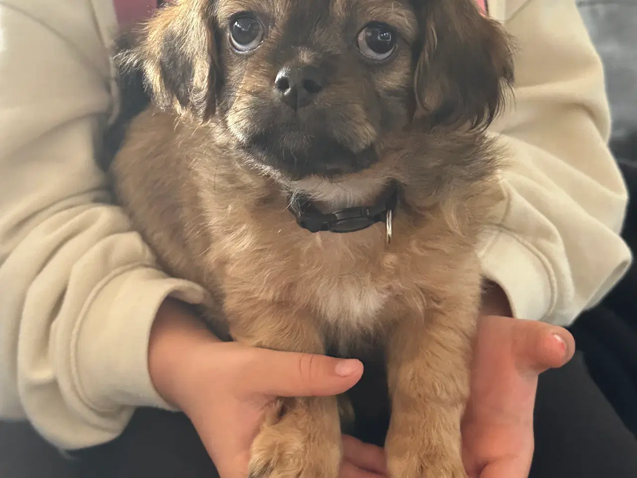Billede 1 - Shih tzu blandinger 