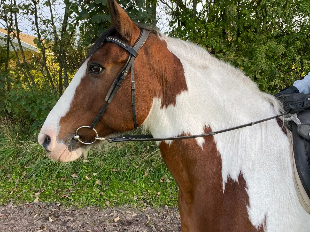 Billede 3 - Irish cob hoppe