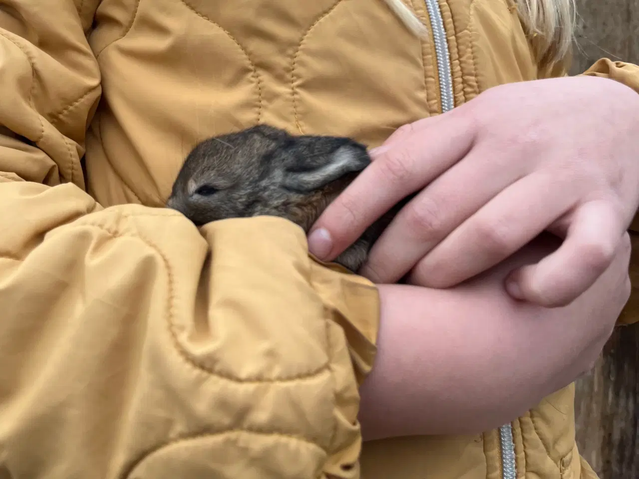 Billede 3 - Kaninunger søger nyt hjem