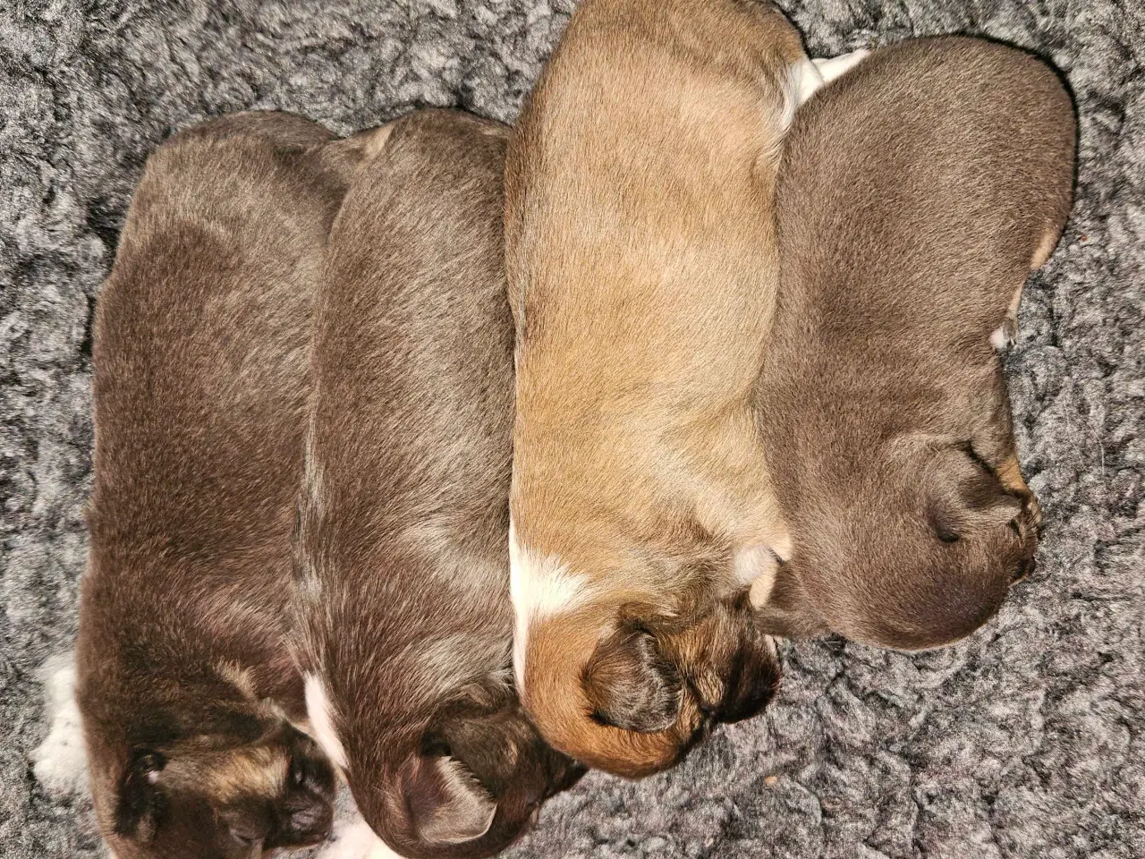 Billede 1 - 3 drenge 2 langhåret 1 korthårog 1 pige langhåret 