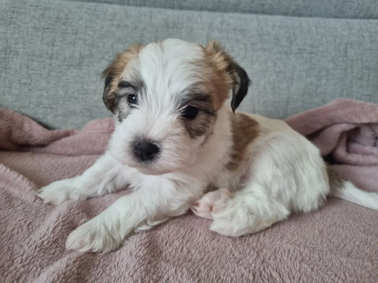 Billede 3 - Jack russell terrier/ Malteser 