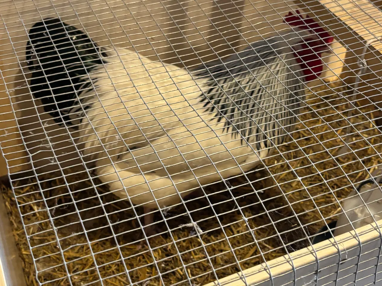 Billede 1 - Lys sussex hane