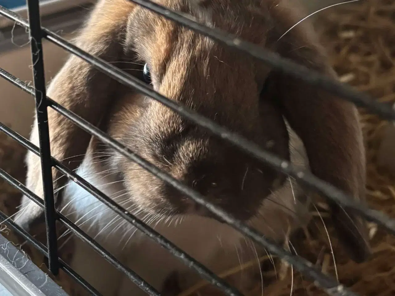 Billede 1 - Sød hankanin søger nyt hjem
