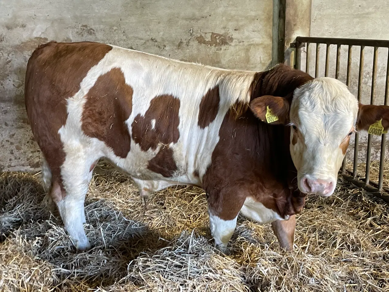 Billede 1 - Flot simmentaler tyr 