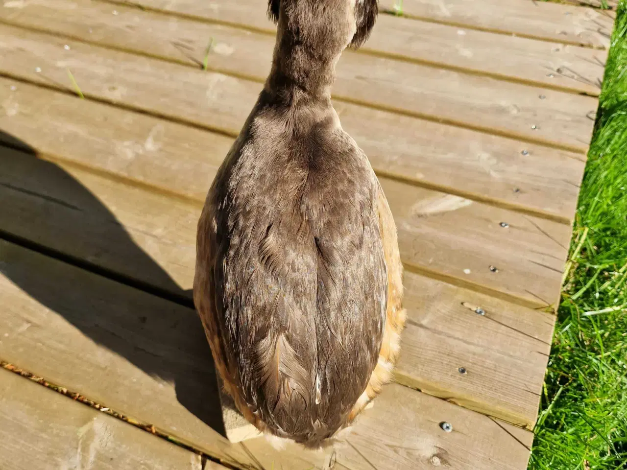 Billede 5 - Toppet lappedykker, udstoppet, sælges